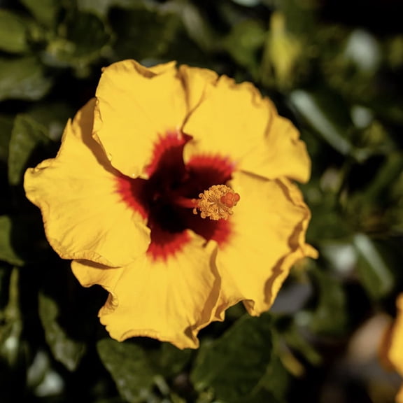 Rico Suave Hollywood Hibiscus Bush - 1 Live Plant in a 10 Inch Pot - Bright Dramatic Vibrant Lush Patio Bush