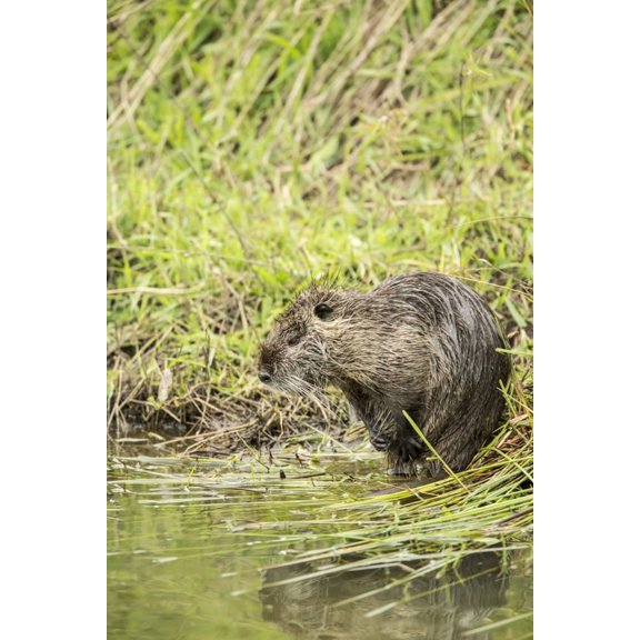 Ridgefield, WA. Nutria scratching in Ridgefield National Wildlife Refuge. Coypu Poster Print by Janet Horton (24 x 36)