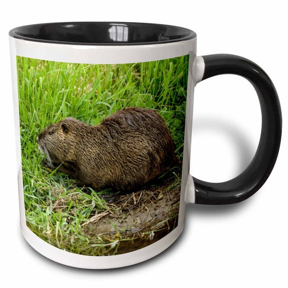 3drose, Ridgefield, Wa. Nutria in Ridgefield Nwr. Coypu, 15oz Two-tone Black Mug