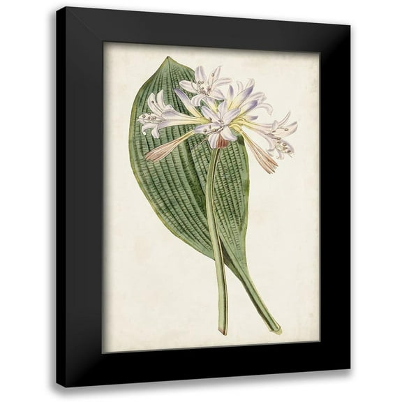 Ridgeway 11x14 Black Modern Framed Museum Art Print Titled - Antique Botanical Collection IV