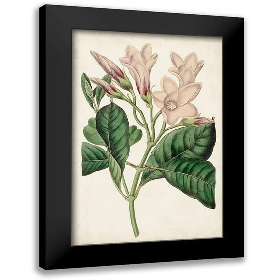 Ridgeway 11x14 Black Modern Framed Museum Art Print Titled - Antique Botanical Collection IX