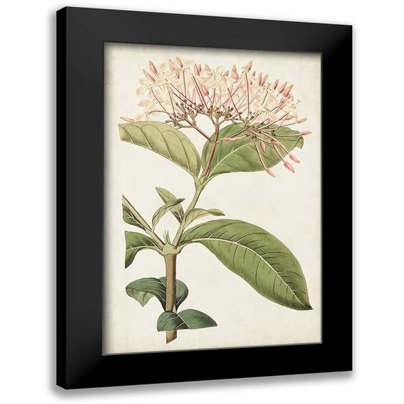 Ridgeway 11x14 Black Modern Framed Museum Art Print Titled - Antique Botanical Collection VI