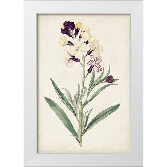 Ridgeway 11x14 White Modern Wood Framed Museum Art Print Titled - Antique Botanical Collection VII