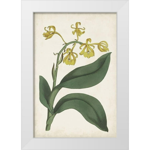 Ridgeway 11x14 White Modern Wood Framed Museum Art Print Titled - Antique Botanical Collection X