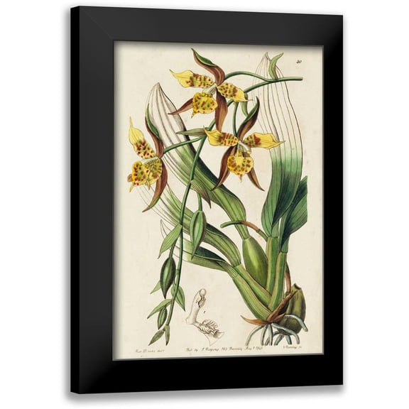 Ridgeway 13x18 Black Modern Framed Museum Art Print Titled - Spring Orchid I