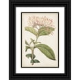 thumbnail image 1 of Ridgeway 13x18 Black Ornate Wood Framed with Double Matting Museum Art Print Titled - Antique Botanical Collection VI, 1 of 4