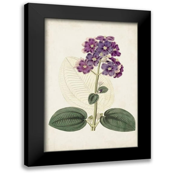 Ridgeway 17x24 Black Modern Framed Museum Art Print Titled - Antique Botanical Collection V
