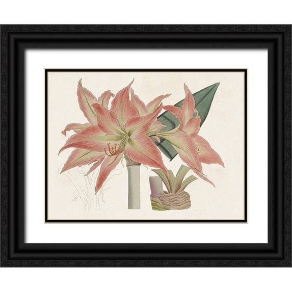 Ridgeway 18x15 Black Ornate Wood Framed with Double Matting Museum Art Print Titled - Amaryllis Varietals III