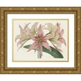 thumbnail image 1 of Ridgeway 18x15 Gold Ornate Wood Framed with Double Matting Museum Art Print Titled - Amaryllis Varietals I, 1 of 4