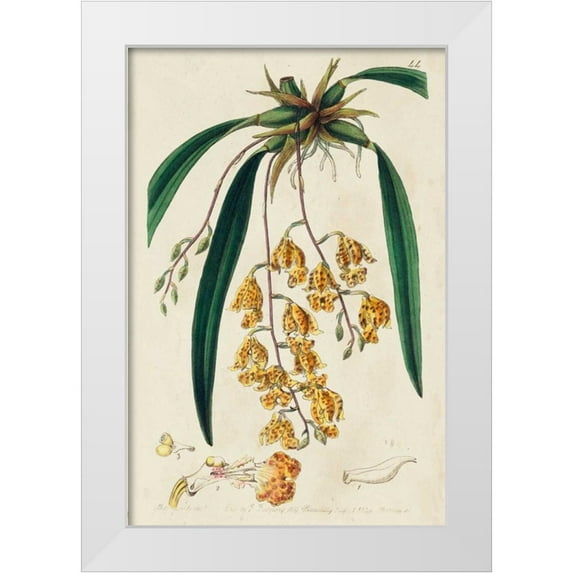 Ridgeway 23x32 White Modern Wood Framed Museum Art Print Titled - Spring Orchid VI