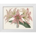 thumbnail image 1 of Ridgeway 24x19 White Modern Wood Framed Museum Art Print Titled - Amaryllis Varietals I, 1 of 4