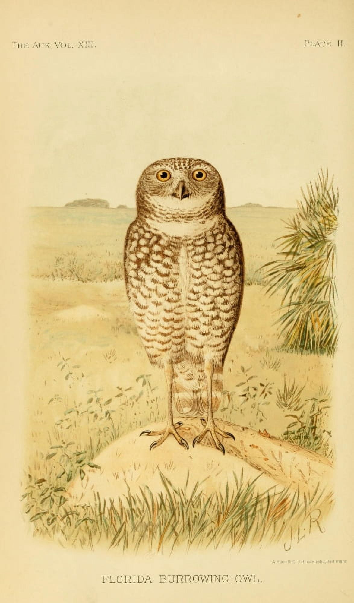 Ridgeway The Auk 1896 Florida Burrowing Owl Canvas Art - Ridgeway (18 x 24)