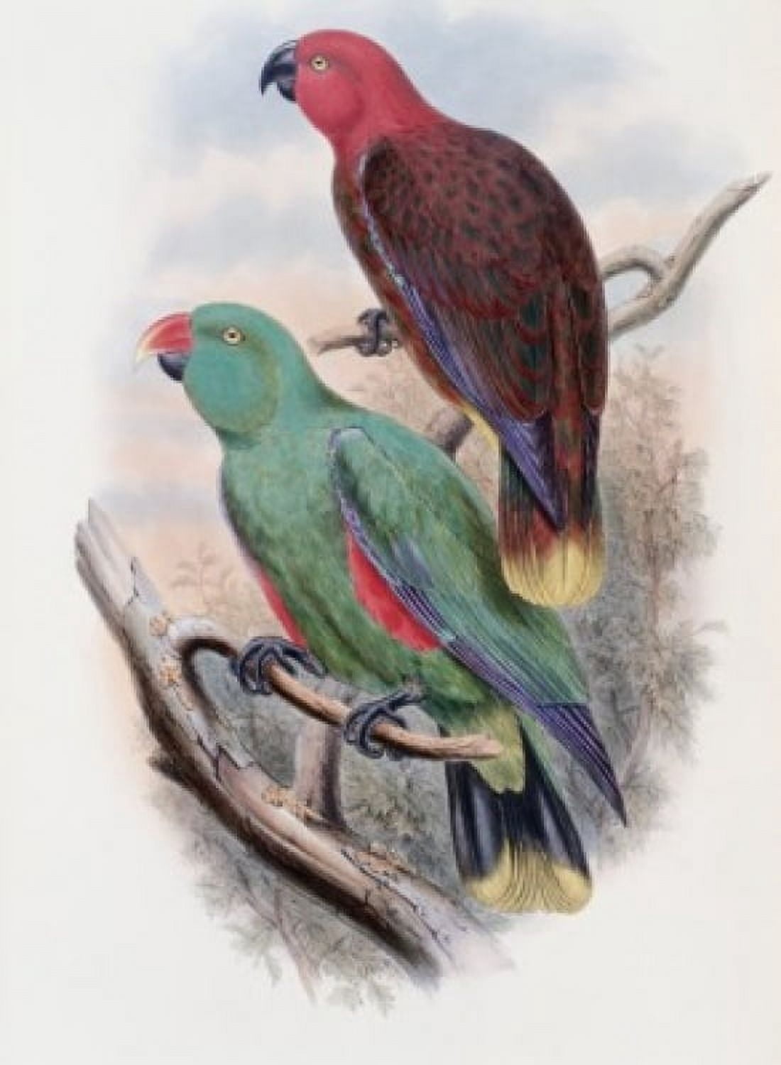 Riedels Parrot John Gould (1804-1881 British) Canvas Art - John Gould (24 x 36)