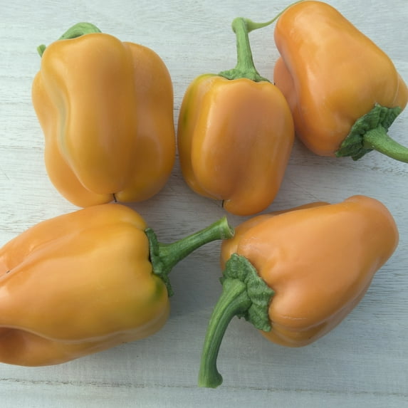 Riesling F1 Hybrid Sweet Pepper Seeds - 0.25 Oz ~1000 Seeds - Non-GMO, F1 Hybrid - Vegetable Garden - Capsicum annuum