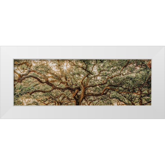 Rigsby, Jennifer 18x9 White Modern Wood Framed Museum Art Print Titled - Low Country Oaks I