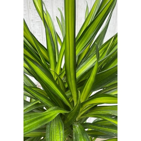 Rikki Dragon Tree-Dracaena deremensis-Indoor Air Purifying Plant 10" Pot