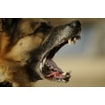 thumbnail image 1 of Riko A Us Army Working Dog Barks During A Training Demonstration In Mosul Iraq. Aug. 17 2009 History, 1 of 2