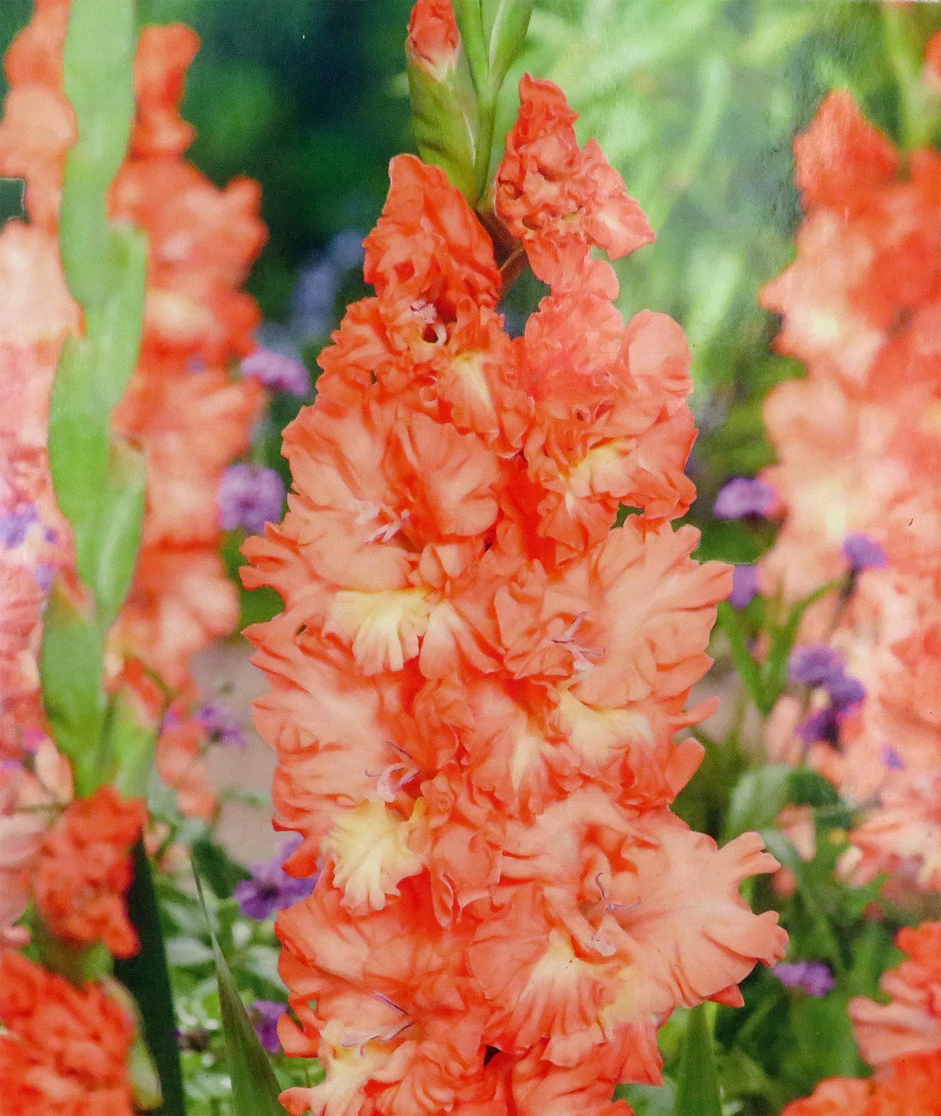 Riks Frizzle Gladiolus 10 Bulbs 10 cm Peach Orange Walmart riks-frizzle-gladiolus-10-bulbs-10-cm-peach-orange-walmart