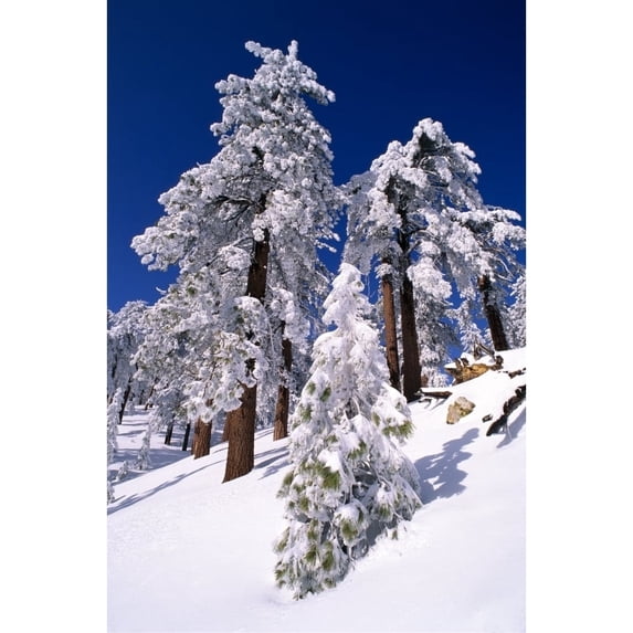Rime ice and fresh powder on Ponderosa pines Los Padres National Forest California USA Poster Print by Russ Bishop