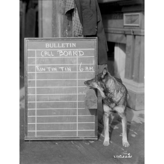 Rin Tin Tin Photo Print (8 x 10)