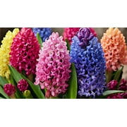 Rinbow Hyacinth Bulbs for Growing - Amazing Early Blooms with Vibrant Colors 4 Bulbs