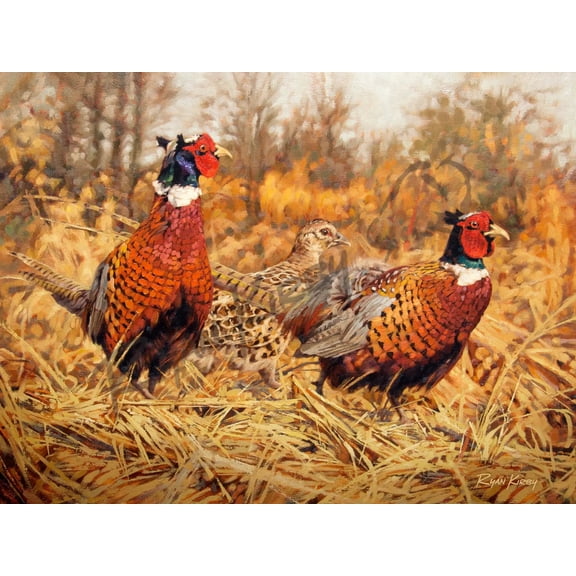 "Ring-Neck Refuge" Ring-Necked Pheasant Canvas Art Print