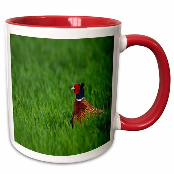 3drose, Ring-necked Pheasant, Bird, Lake Neusiedl, Austria-eu03 Rnu0031 - Rolf Nussbaumer, 11oz Two-tone Red Mug