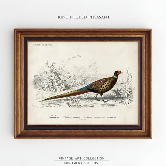 Ring Necked Pheasant Illustration, Upland Hunt Bird Print Poster, Woodland Animal Print Poster, Antique Lodge Wall Art Poster, Rustic Cabin Decor, An Warm Present Vintage UNFRAMED Poster Size 8x12