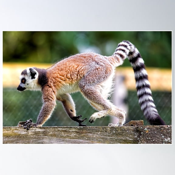 Ring-Tailed Lemur (Lemur Catta) Poster Wall Art, Modern Wall Decor For Living Room Bedroom, 12x18 UNFRAMED