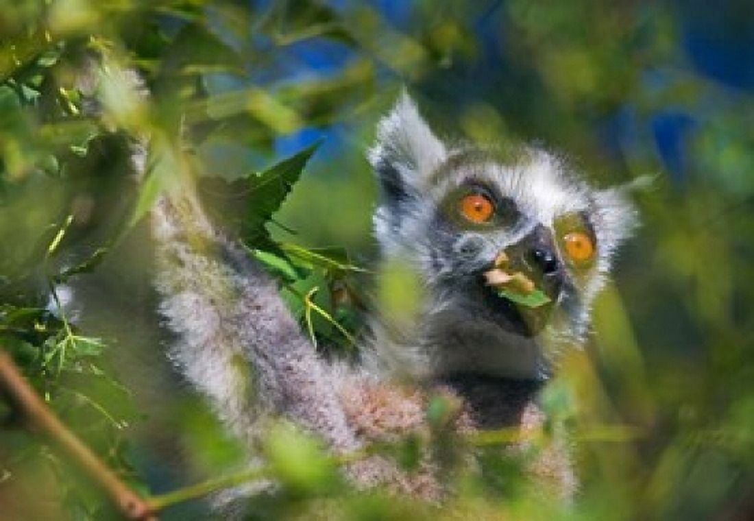 Ring-Tailed Lemur Madagascar Canvas Art - Keren Su DanitaDelimont (33 x 23)