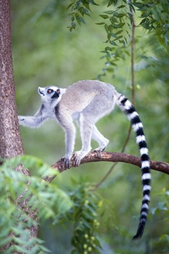 Ring-Tailed lemur (Lemur catta) climbing a tree Berenty Madagascar Canvas Art - Panoramic Images (16 x 24)