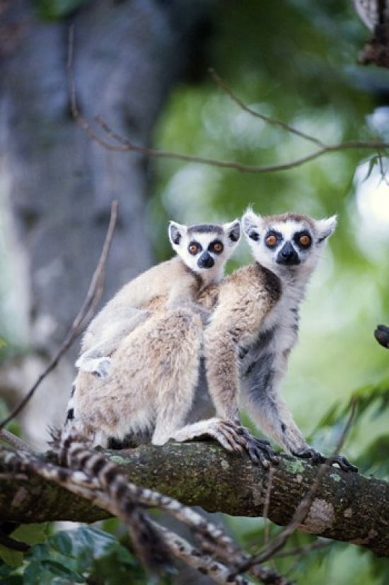 Ring-Tailed lemur (Lemur catta) with its young one Berenty Madagascar Canvas Art - Panoramic Images (16 x 24)