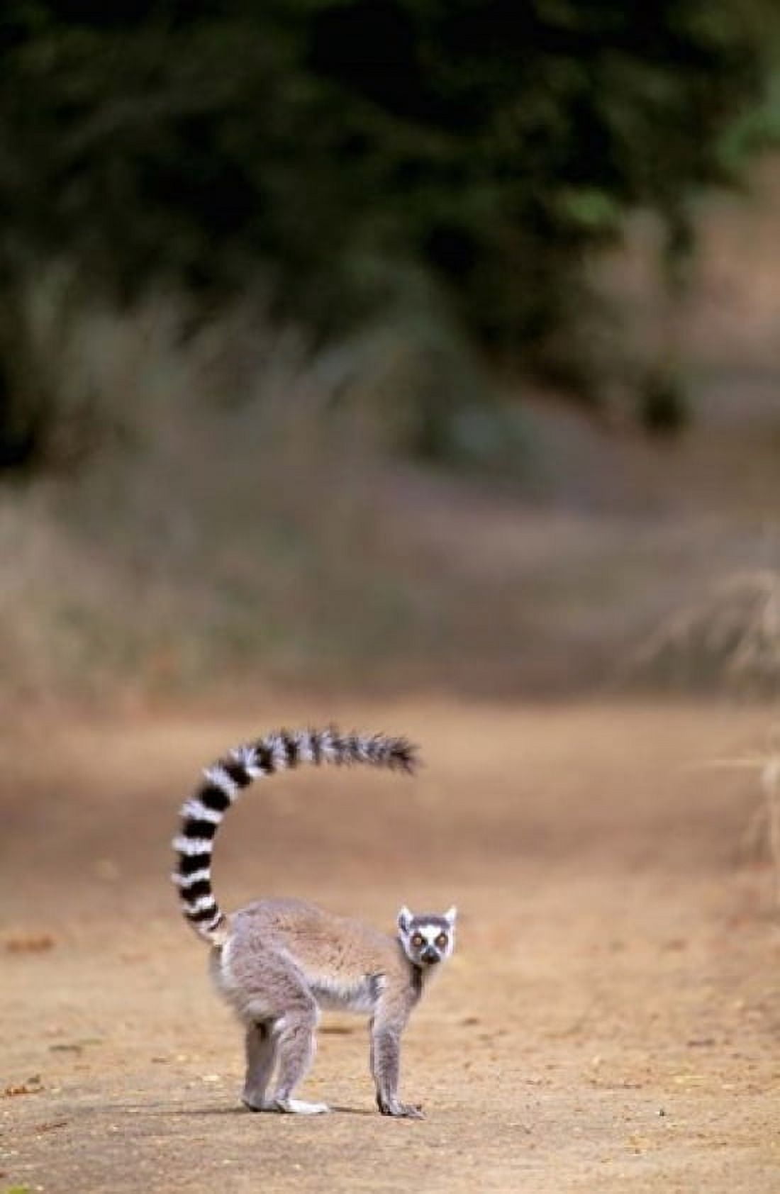 Ring-tailed Lemur Berenty Reserve Madagascar Canvas Art - Pete Oxford DanitaDelimont (12 x 17)