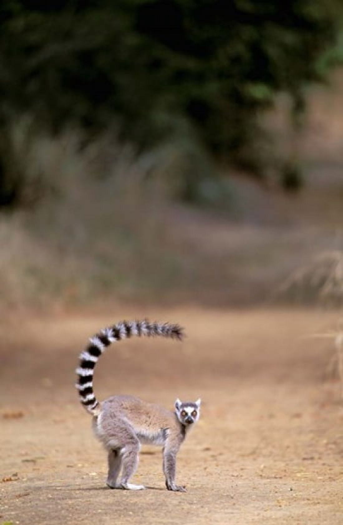 Ring-tailed Lemur Berenty Reserve Madagascar Canvas Art - Pete Oxford DanitaDelimont (24 x 36)