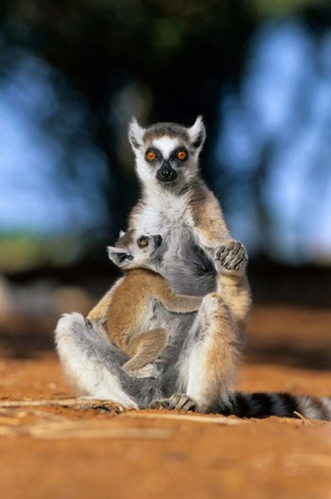 Ring-tailed Lemur primate Berenty Reserve Madagascar Canvas Art - Kevin Schafer DanitaDelimont (12 x 17)