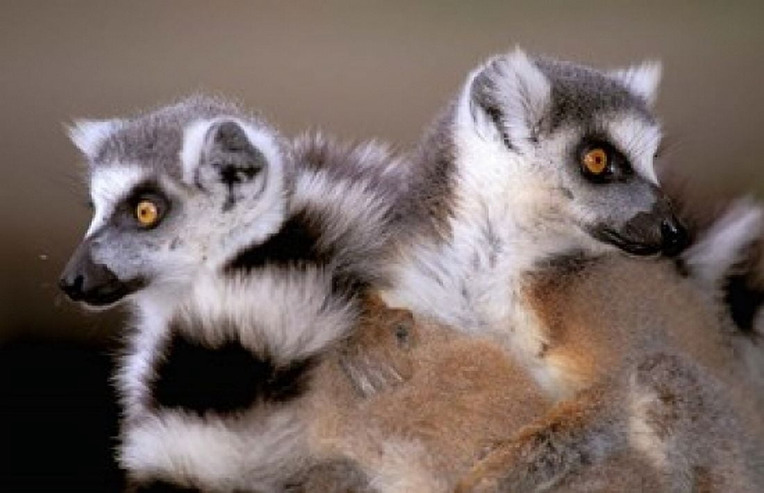 Ring-tailed Lemurs Berenty Private Reserve Madagascar Canvas Art - Pete Oxford DanitaDelimont (18 x 12)