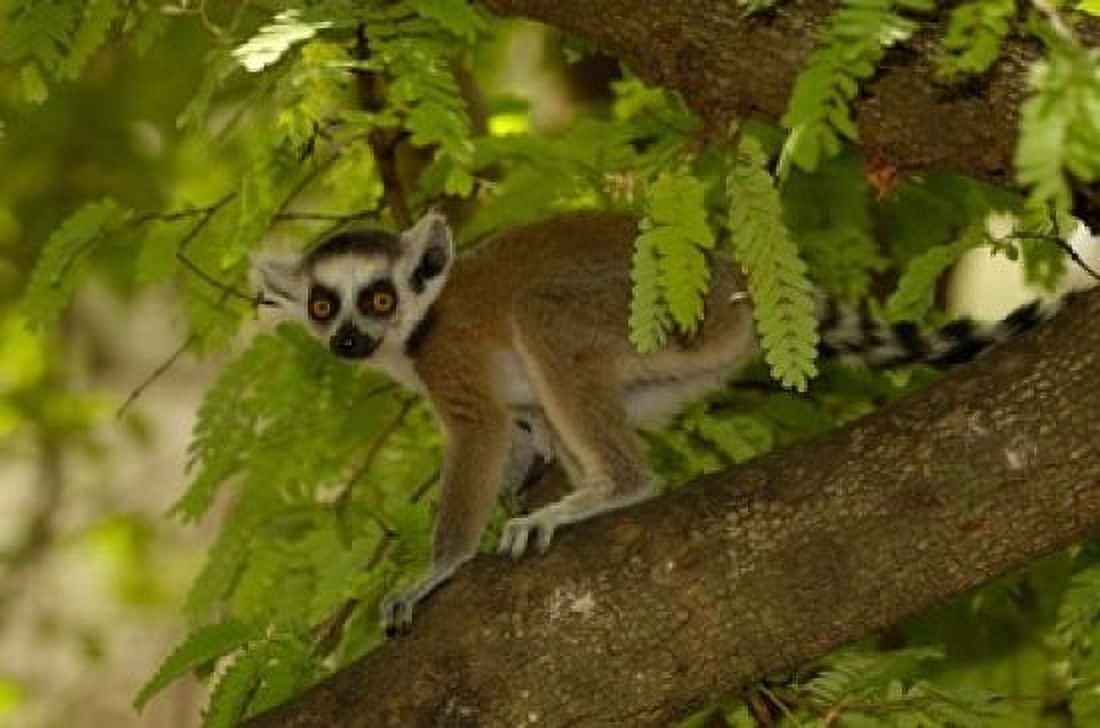 Ring-tailed lemur Beza mahafaly reserve MADAGASCAR Canvas Art - Pete Oxford DanitaDelimont (38 x 26)