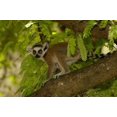thumbnail image 1 of Ring-tailed lemur, Beza mahafaly reserve, MADAGASCAR Poster Print by Pete Oxford (38 x 26), 1 of 1