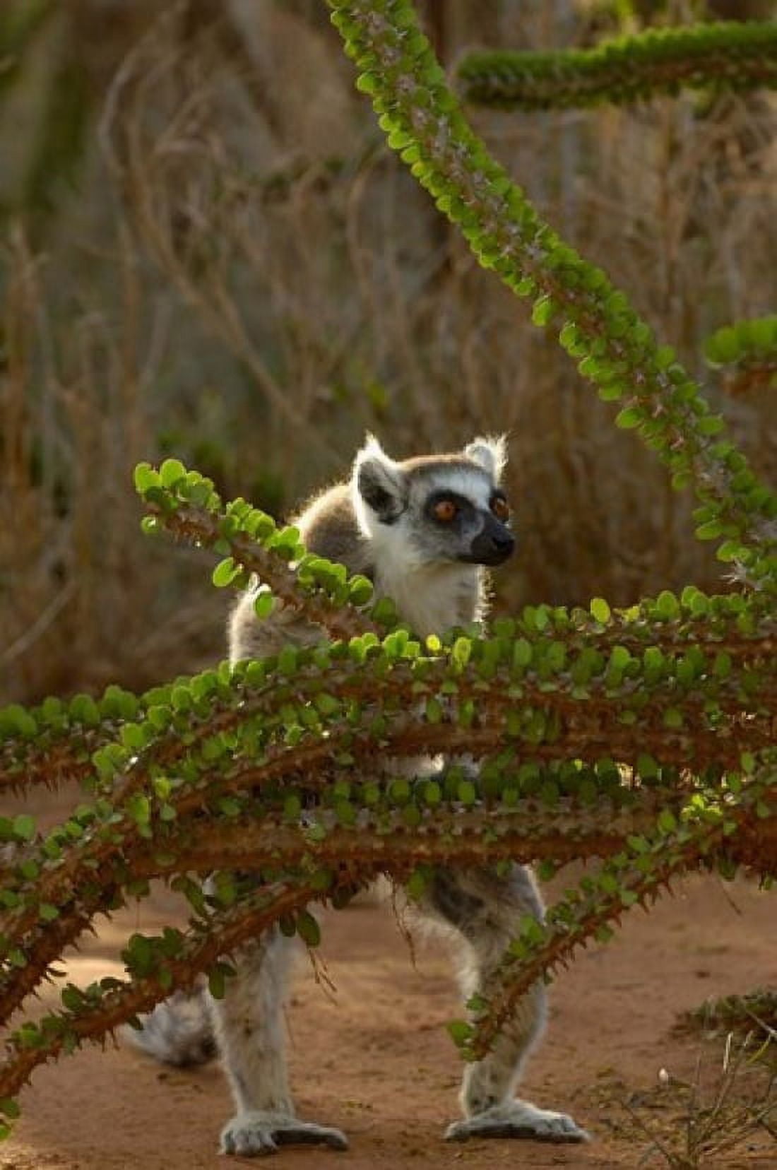 Ring-tailed lemur wildlife Berenty Reserve MADAGASCAR Canvas Art - Pete Oxford DanitaDelimont (25 x 38)