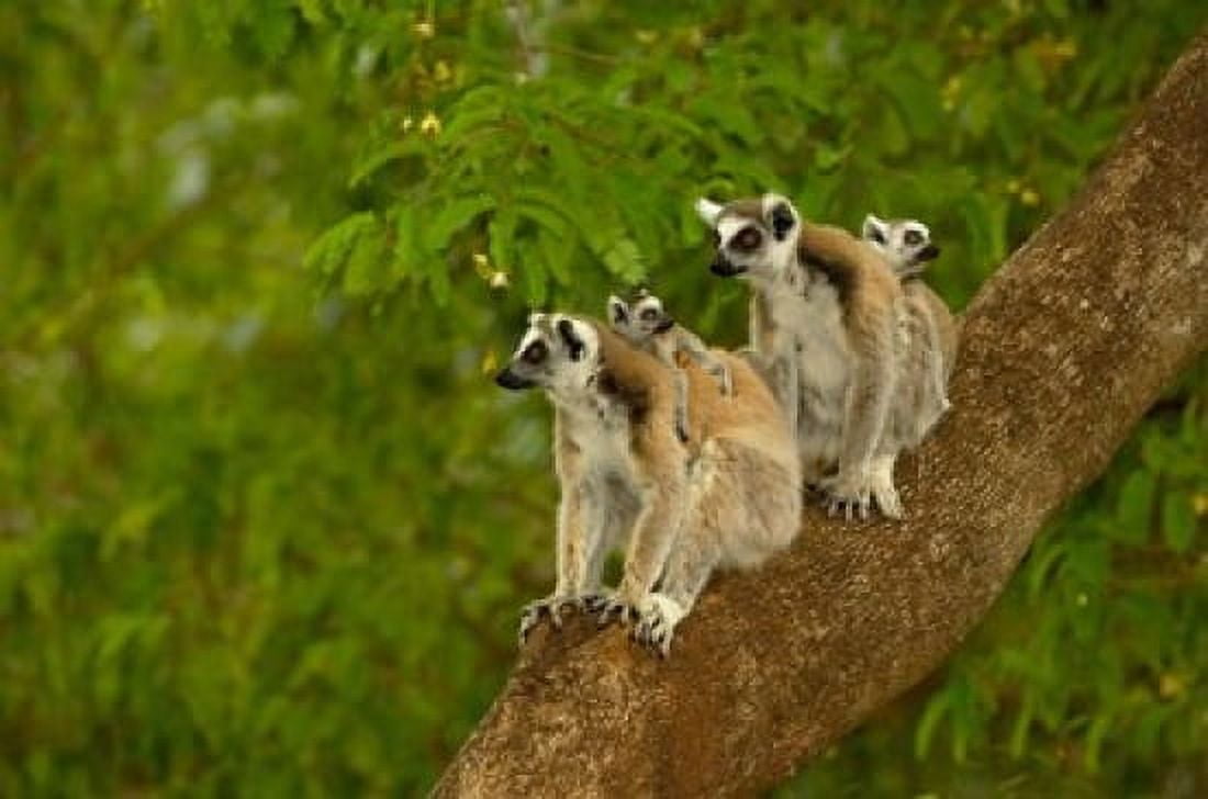 Ring-tailed lemurs primates Berenty Reserve MADAGASCAR Canvas Art - Pete Oxford DanitaDelimont (38 x 26)