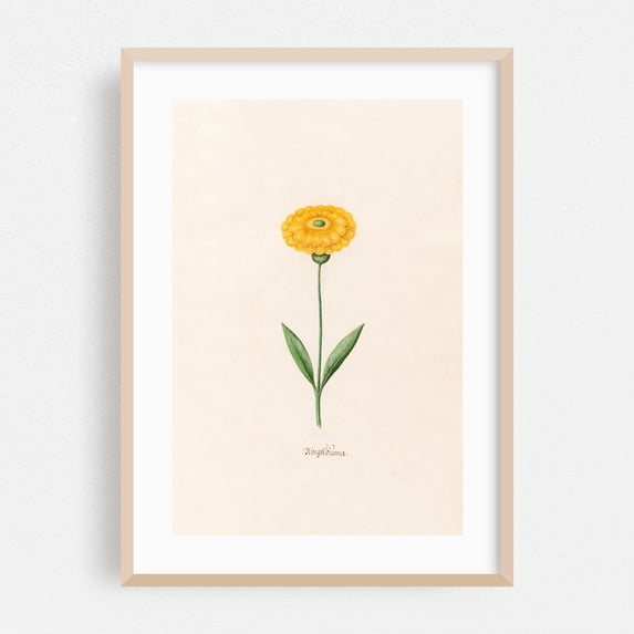 Ringelblüm (1692) - Illustration Botanical Flowers Floral Vintage ...