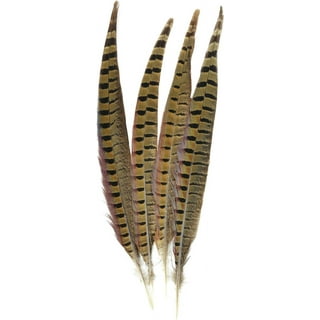 35-40 Natural Peacock Feather – Shore Thing Pet Supply