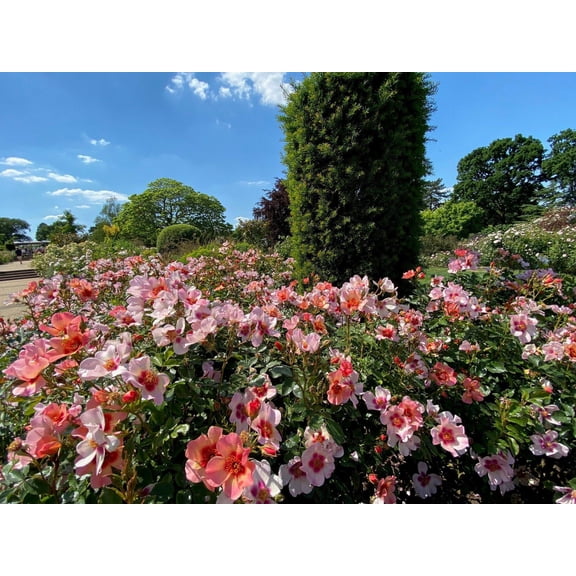 RedCrocus Ringo All-Star Landscape Rose- Vibrant Pink Blooms, Disease Resistant, Attracts Pollinators, for Borders & Gardens 3 Gallon