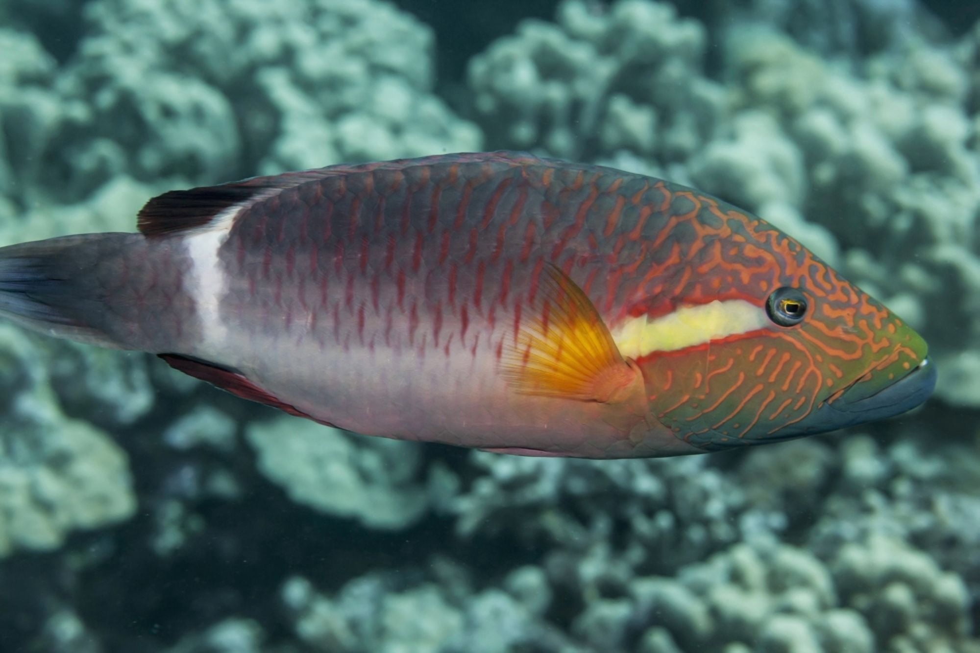 Ringtail Wrasse (Oxycheilinus unifasciatus) near Kona Island of Hawaii Hawaii United States of America Canvas Art - Thomas Kline Design Pics (19 x 12)