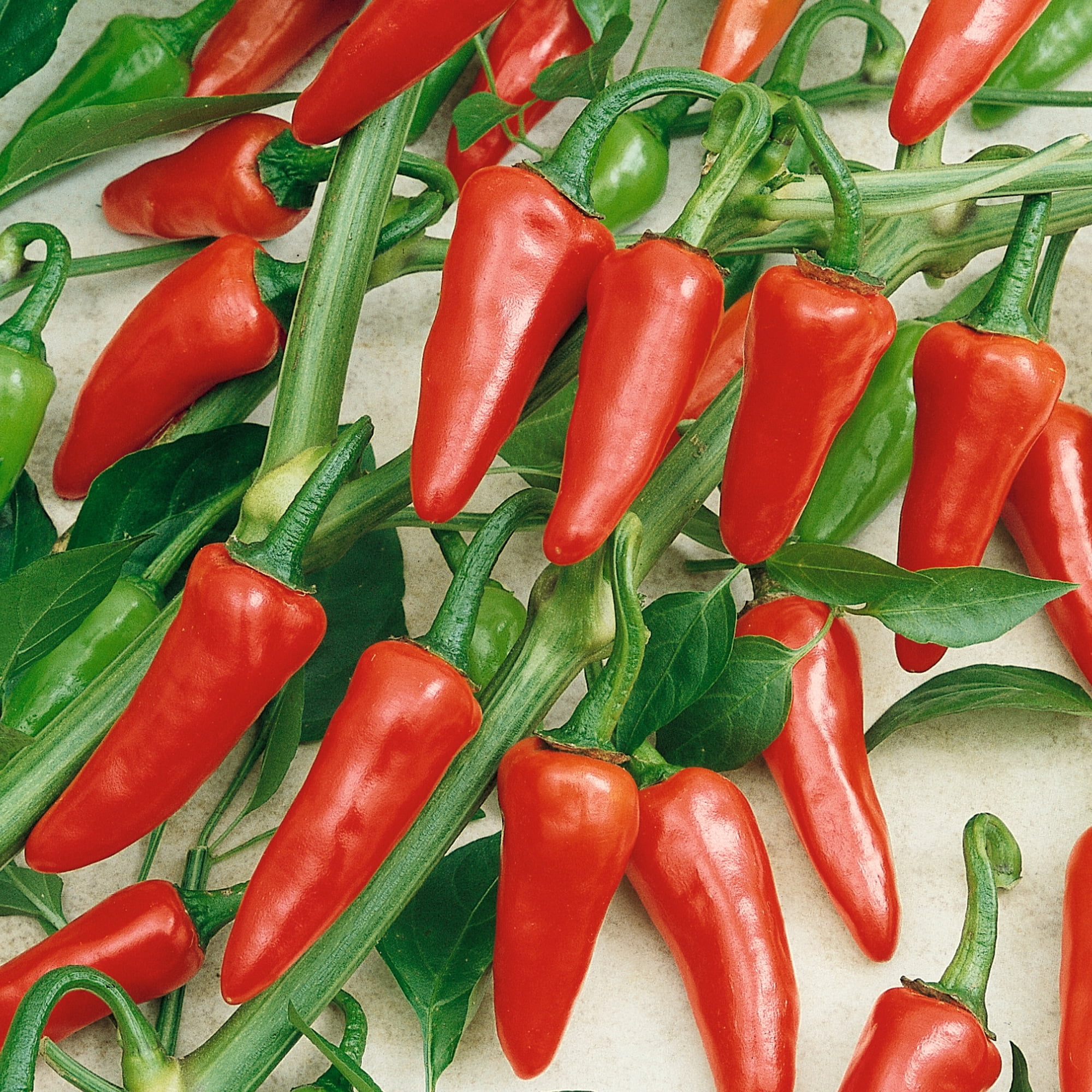 Rio Grande Hot Hot Pepper Seeds - 1 Oz ~5000 Seeds - Non-GMO, Heirloom - Vegetable Garden - Capsicum annuum