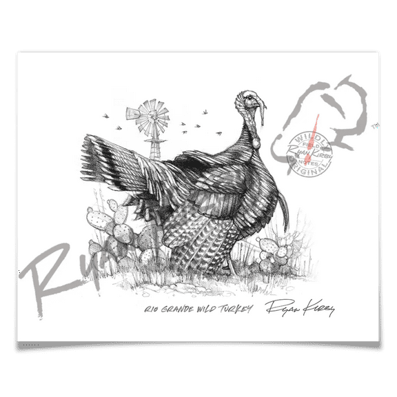 Rio Grande Wild Turkey Sketch Print