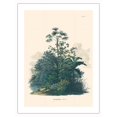 thumbnail image 1 of Rio Negro Palm Tree (Mauritiella aculeata) - Vintage Botanical Illustration by Carl Friedrich Philipp von Martius c.1820s - Bamboo Fine Art 290gsm Paper Print (Unframed) 18x24in, 1 of 4