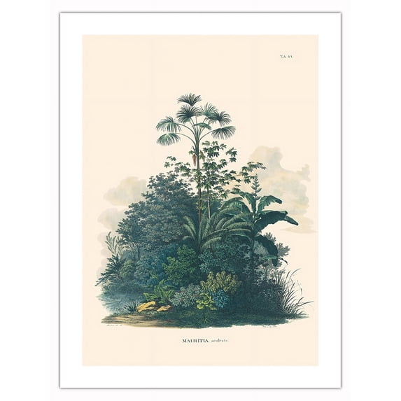 Rio Negro Palm Tree (Mauritiella aculeata) - Vintage Botanical Illustration by Carl Friedrich Philipp von Martius c.1820s - Bamboo Fine Art 290gsm Paper Print (Unframed) 18x24in
