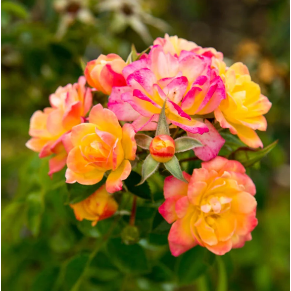 Rio Samba Rose Bush Live Plant for Planting, Hybrid Tea Rose Bush Live Plant, 5-8 Inc Tall, Frangant Roses Bush Tree