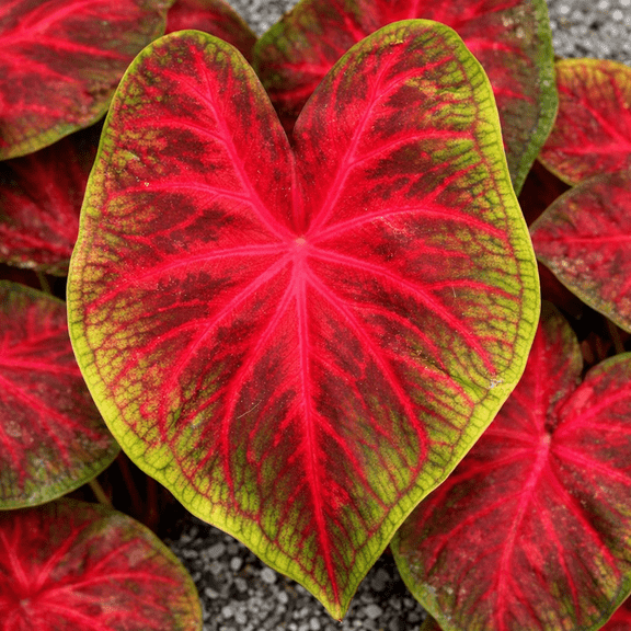 Rio Summer Caladium Bulbs Red, Pink and Green Heart-Shaped Foliage Shade Loving Caladium for Gardens, Containers and Landscaping (12 Bulbs)